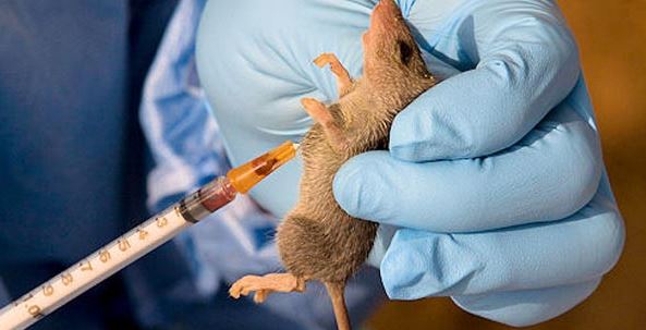 Lassa Fever Outbreak Hits Delta State: Health Commissioner Urges Vigilance