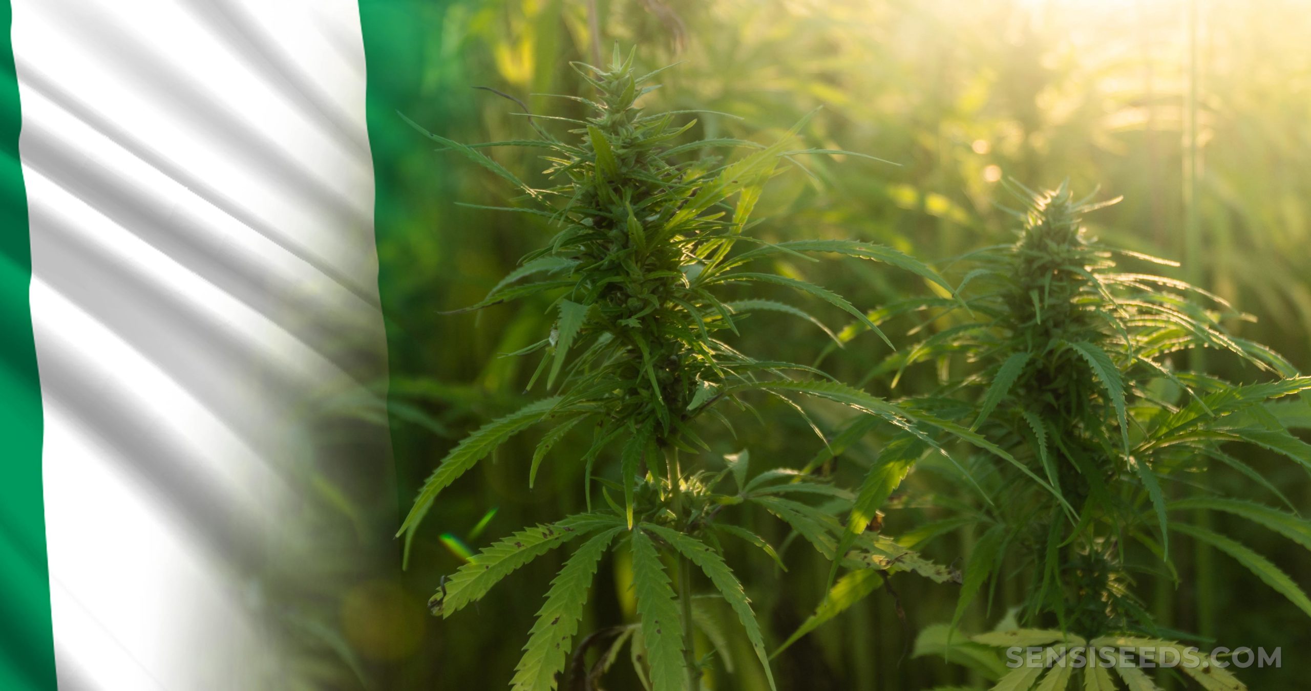 Fresh Bill To Legalize Marijuana Causes Uproar Between Reps Members