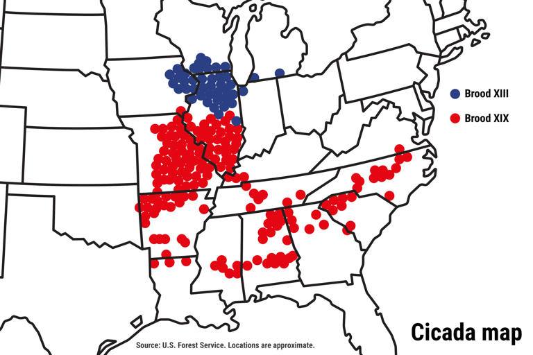 Trillions Of Cicadas Set To Emerge Across Eastern U.S. As Two Broods Converge