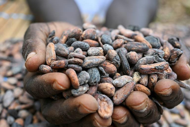 Ghana Increases Cocoa Price By 45%