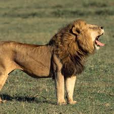 Zoo Worker Killed by Lion At A Presidential Library In Abeokuta