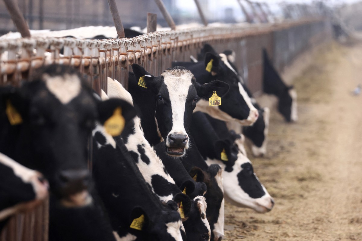 Nigeria To Import Danish Dairy Cattle In Bold Move To Slash £1.2bn Import Bill