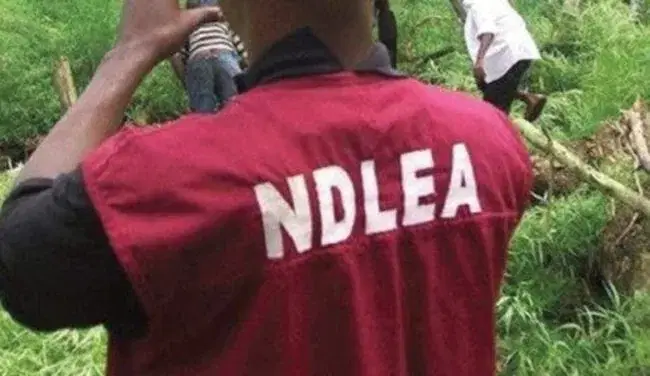 NDLEA Smashes Cocaine Syndicate Behind Six UK Bound Shipments